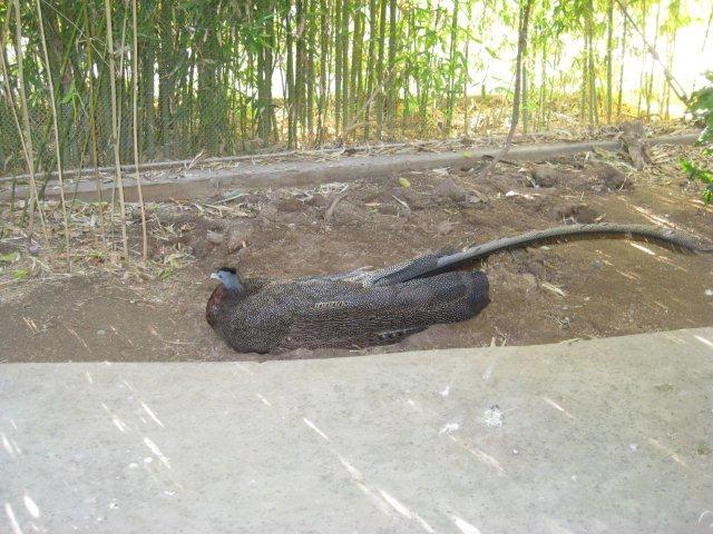 Peahen